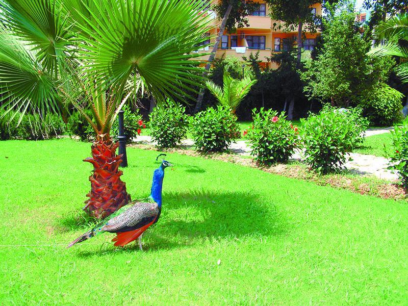 Green Peace Hotel Mahmutlar Ngoại thất bức ảnh